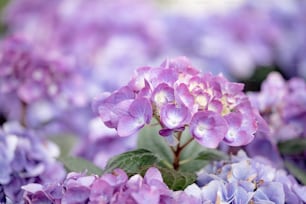 a bunch of purple flowers with green leaves