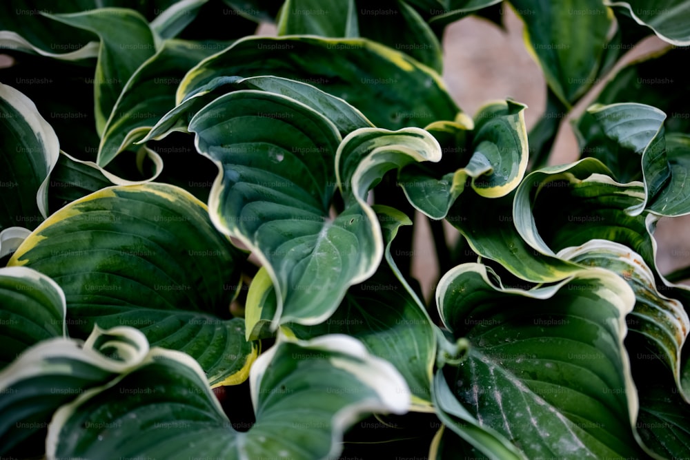 a close up of a plant with green leaves