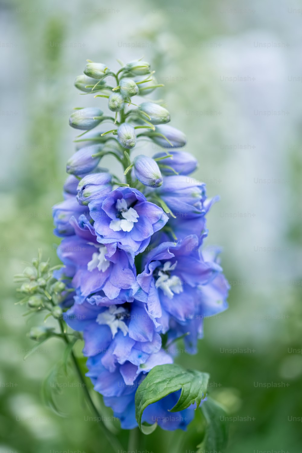 Un primer plano de una flor azul con hojas verdes