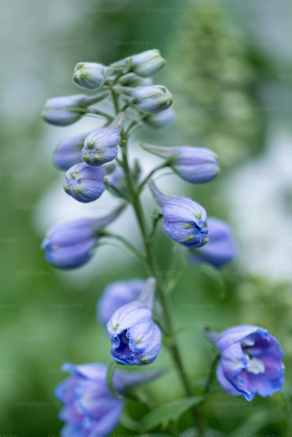 Un primer plano de una flor azul con un fondo borroso