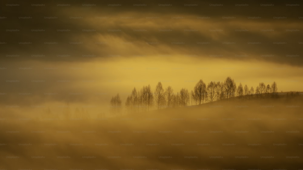 Un paysage brumeux avec des arbres sur une colline