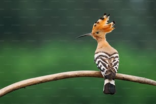 un oiseau aux plumes orange assis sur une branche