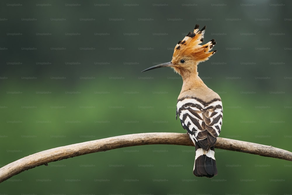 Ein Vogel mit orangefarbenen Federn sitzt auf einem Ast