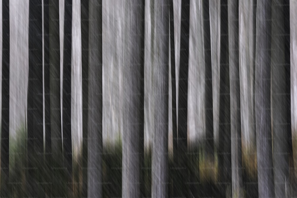 Una foto borrosa de un bosque lleno de árboles