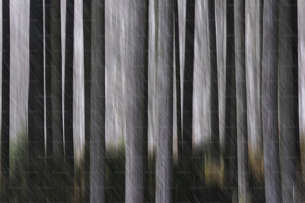 a blurry photo of a forest filled with trees