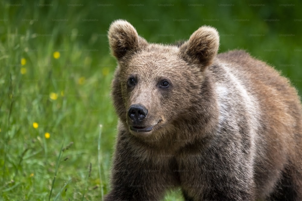 a brown bear standing on top of a lush green field