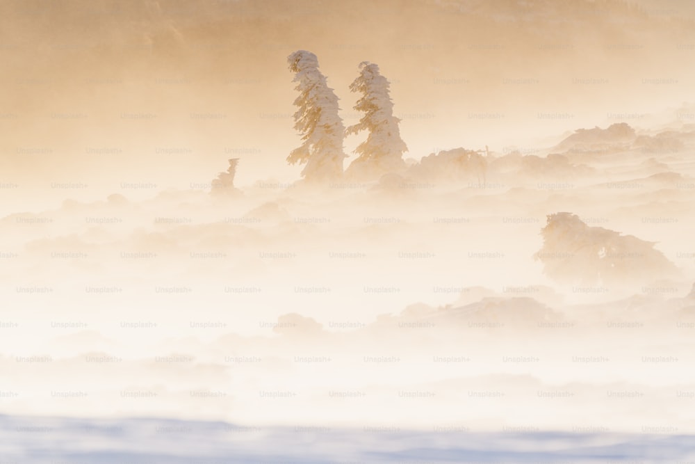Un gruppo di alberi coperti di neve su una collina