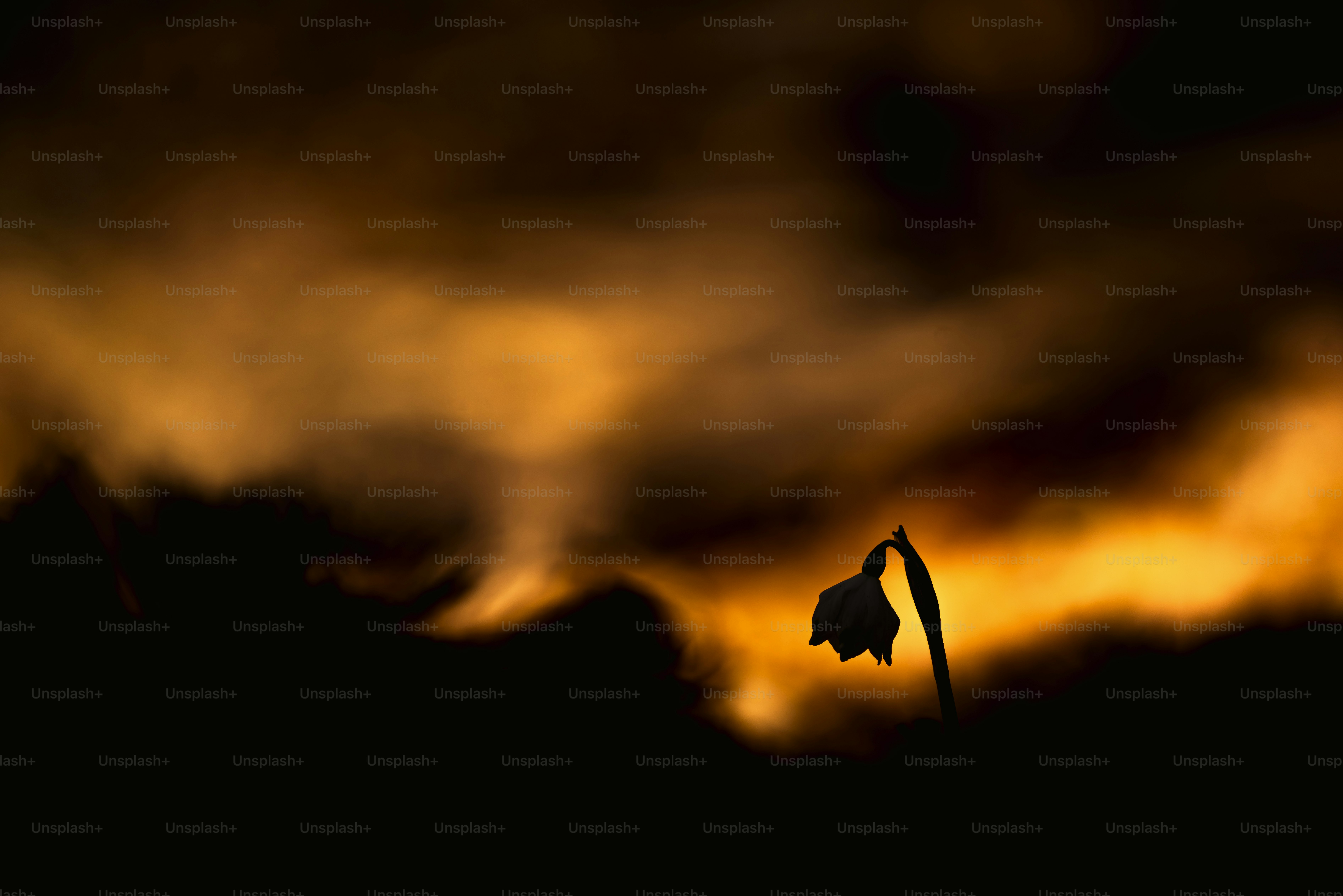 Silhouette d’une fleur sur fond sombre