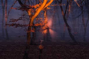 Ein nebliger Wald mit vielen Bäumen