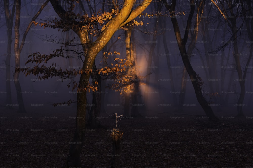 dark forest background animated