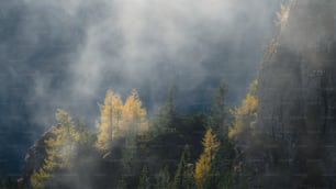 a foggy forest with yellow trees in the foreground