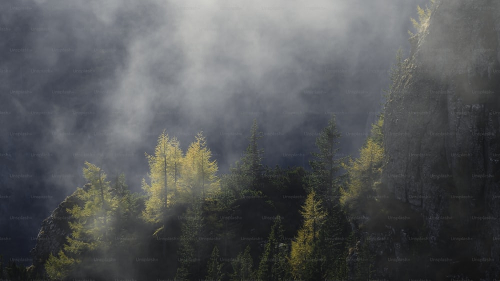 Una foresta nebbiosa con alberi gialli in primo piano