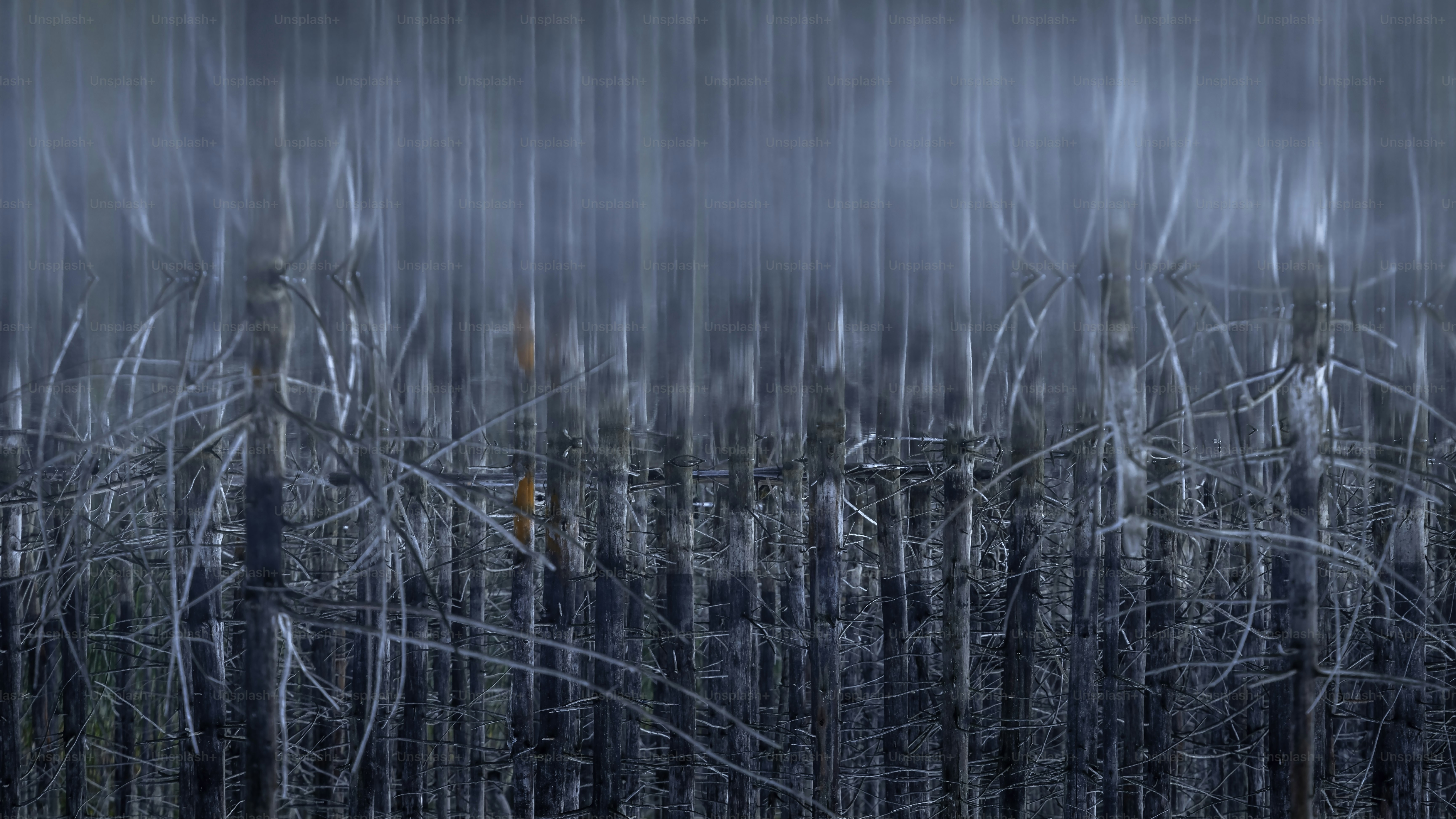 a blurry photo of a forest filled with trees