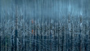 Ein verschwommenes Foto eines Waldes voller Bäume