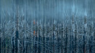 a blurry photo of a forest filled with trees