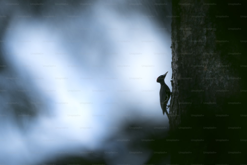 a bird is perched on a tree trunk