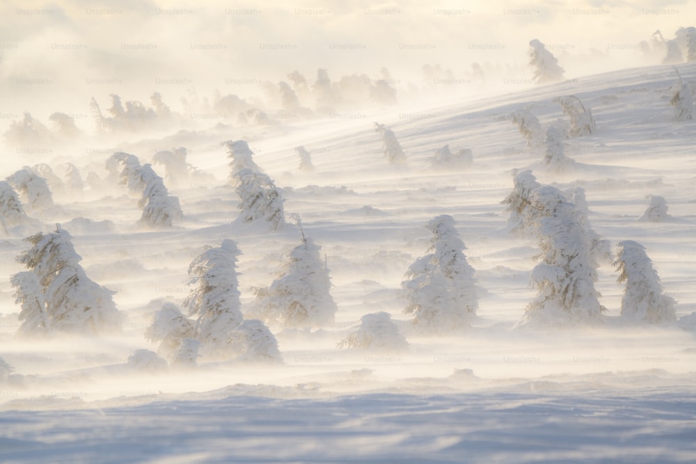 uma colina coberta de neve com árvores sobre ela