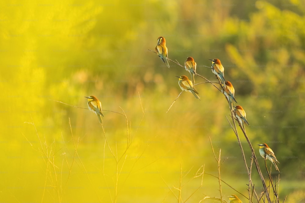 a group of birds sitting on top of a tree branch