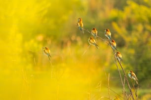 a group of birds sitting on top of a tree branch