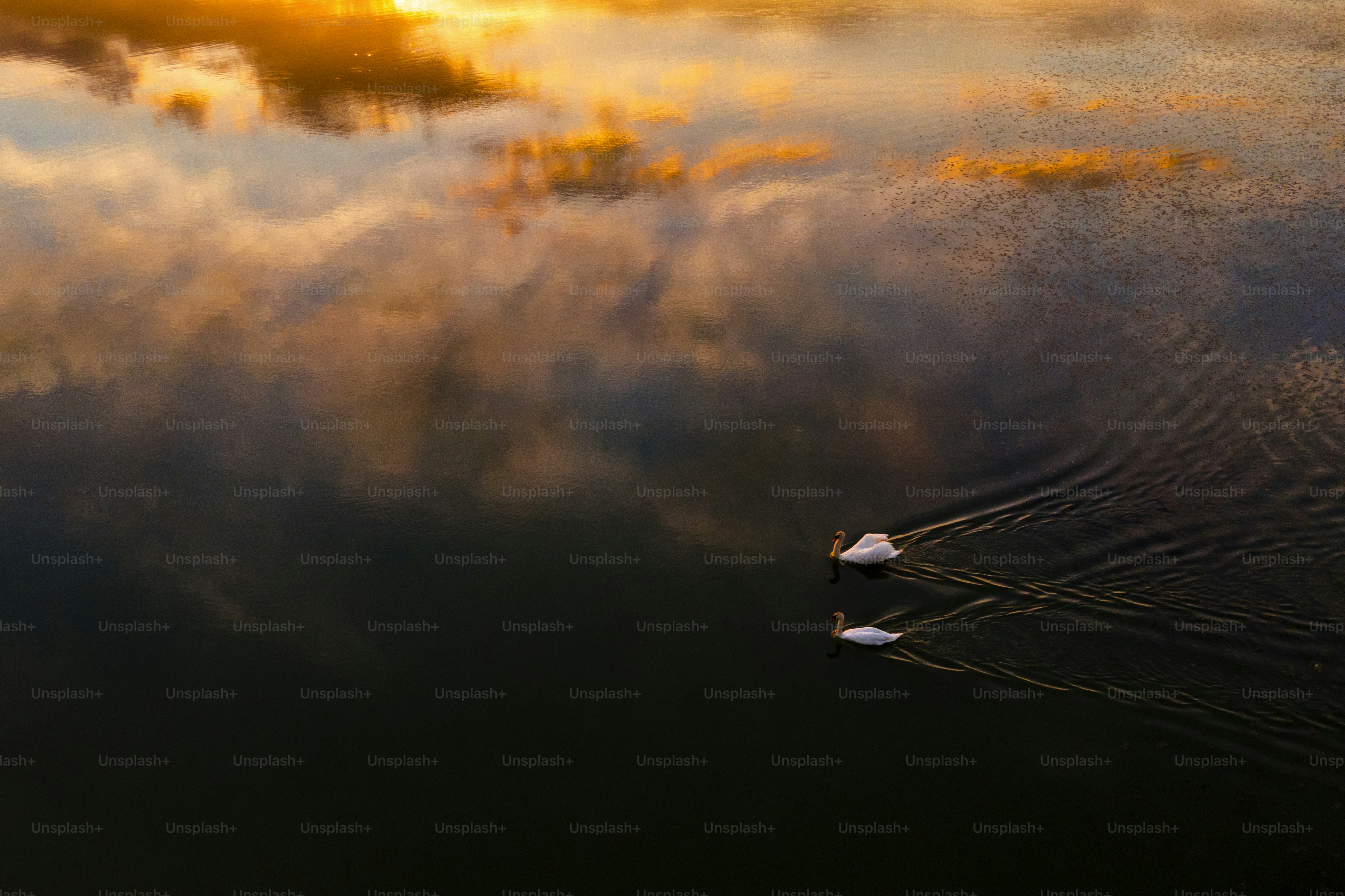 Un couple de cygnes flottant au-dessus d’un lac