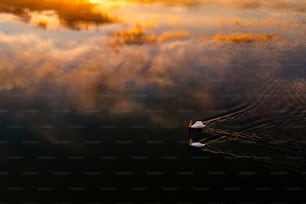 Una coppia di cigni che galleggiano sulla cima di un lago