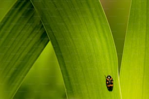 Ein Käfer, der auf einem grünen Blatt sitzt