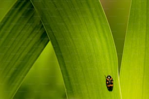 a bug sitting on top of a green leaf