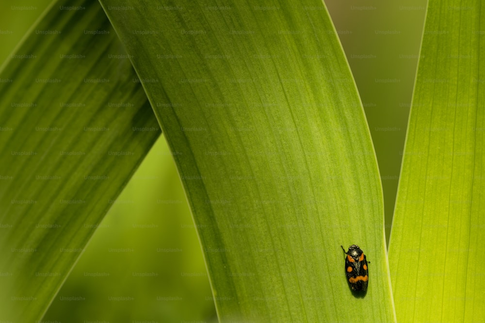 Un insecte assis sur une feuille verte