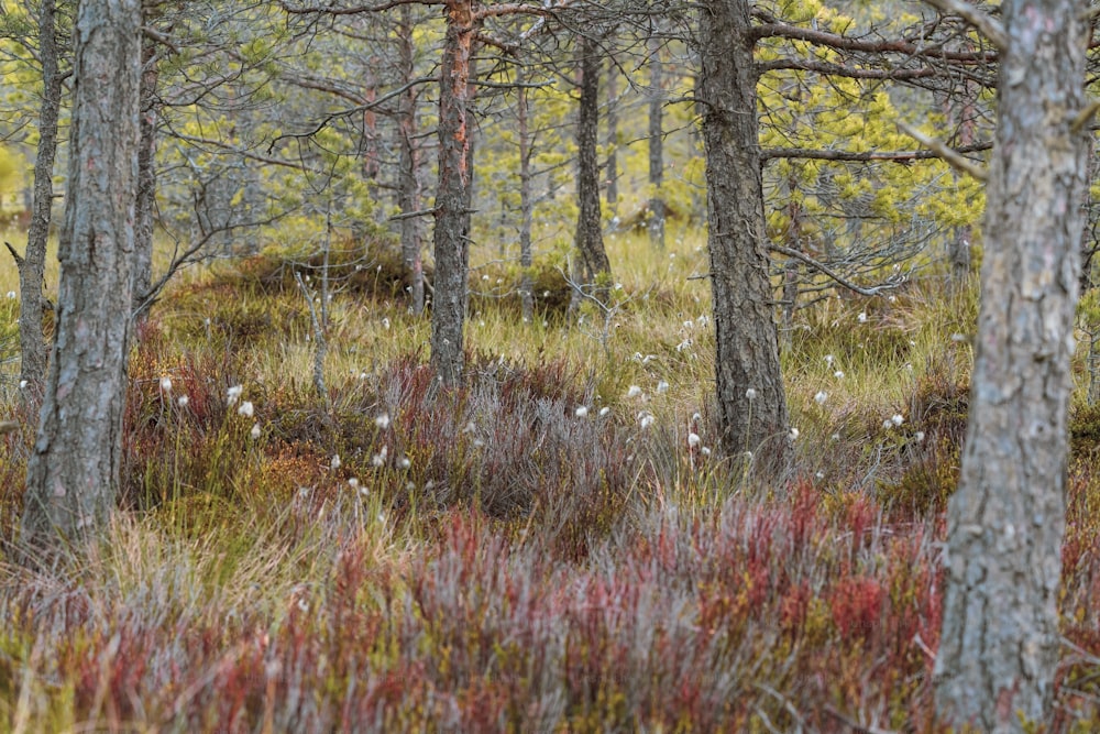 a forest filled with lots of trees and grass