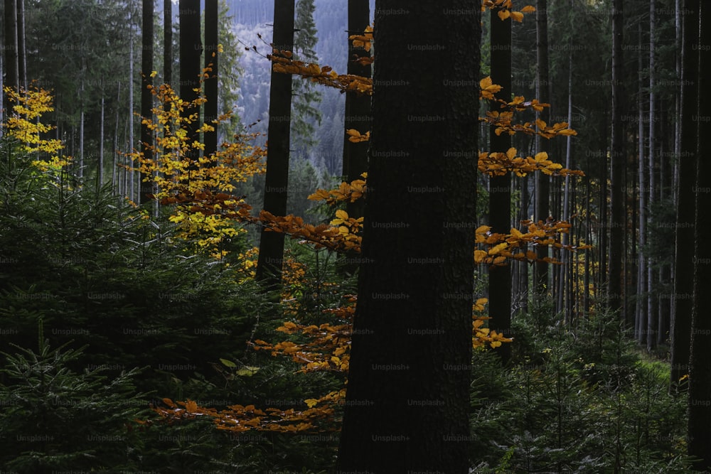 a forest filled with lots of tall trees