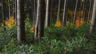 Ein Wald mit vielen hohen Bäumen