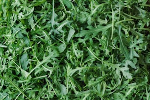 a close up of a bunch of green leaves