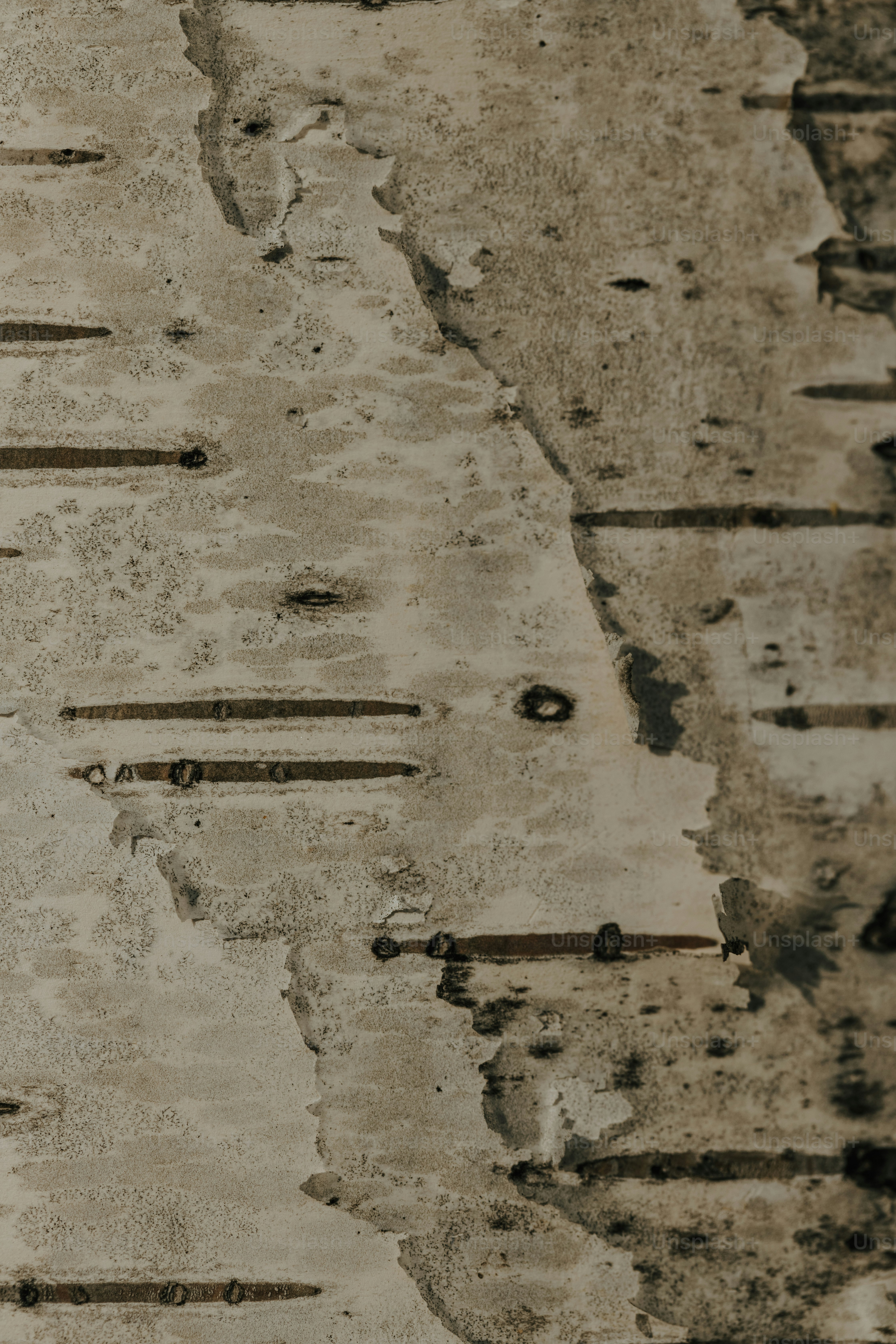 premium_photo-1675715777046-a12dc9294ad7?ixid=M3wxMjA3fDB8MXxzZWFyY2h8NXx8JUUwJUI4JTk3JUUwJUI4JUIyJUUwJUI4JTg3JUUwJUI5JTgwJUUwJUI4JTgyJUUwJUI5JTg5JUUwJUI4JUIyJTIwbTk4JTIwJUUwJUI4JUExJUUwJUI4JUI3JUUwJUI4JUFEJUUwJUI4JTk2JUUwJUI4JUI3JUUwJUI4JUFEfGVufDB8fHx8MTc1MTc1NTA1Mnww\u0026ixlib=rb-4.1.0