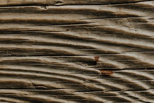 um close up de um pedaço de madeira com um pássaro sobre ele