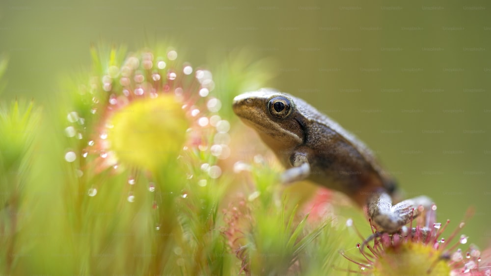 Una pequeña rana sentada encima de una flor