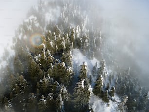 an aerial view of a snow covered forest