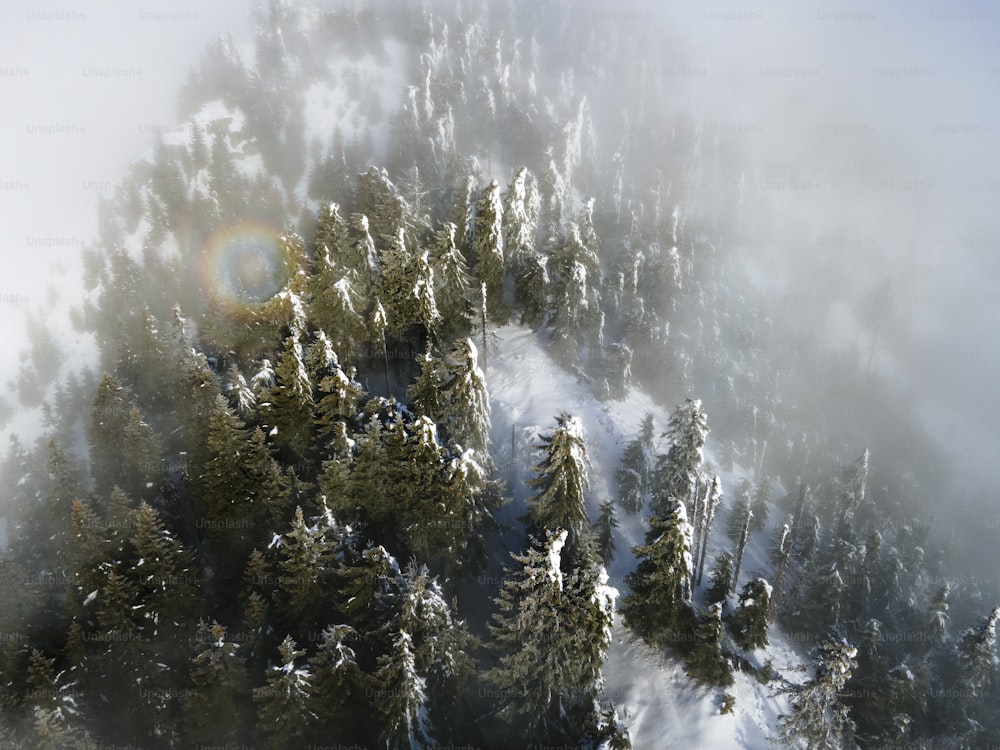 an aerial view of a snow covered forest