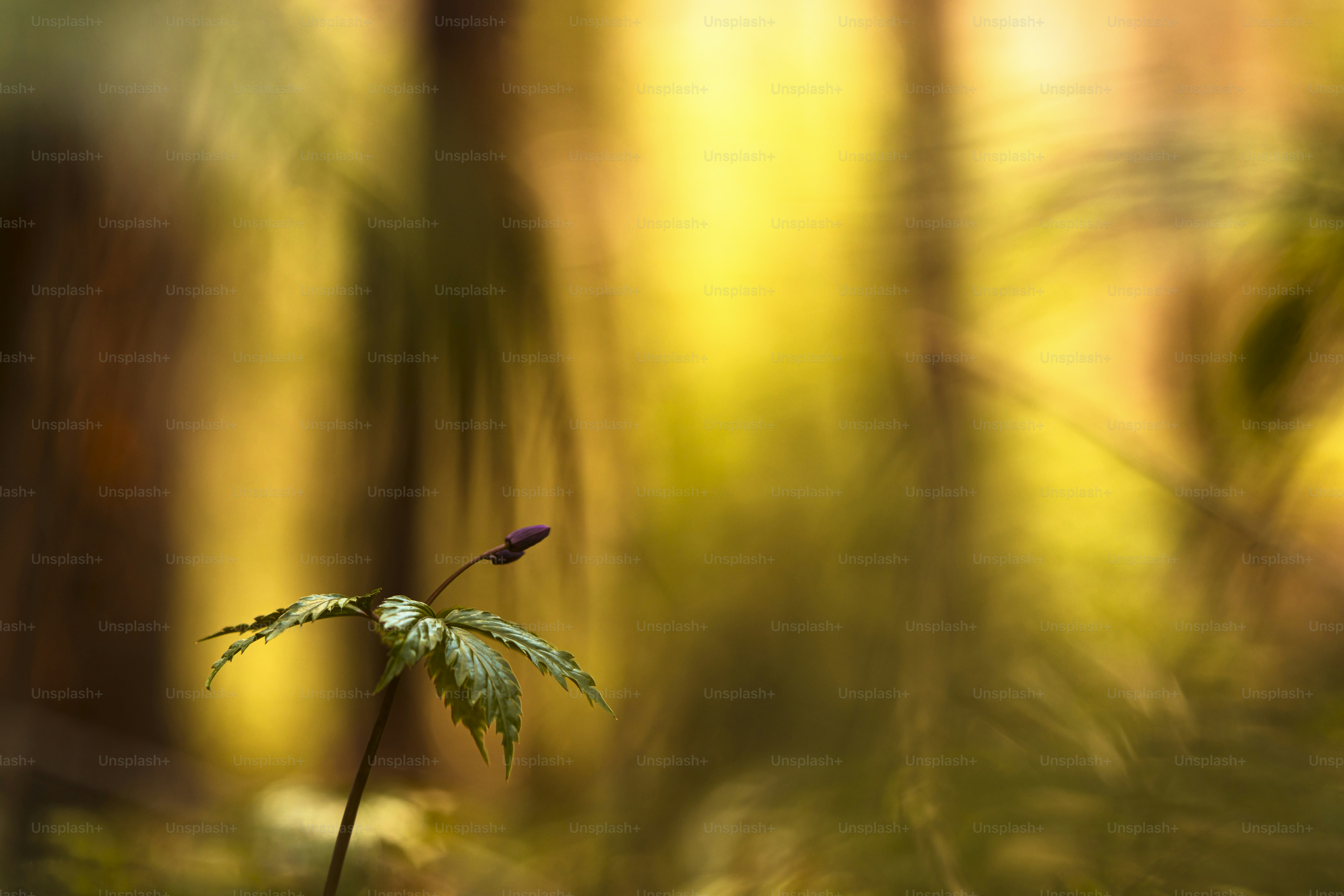uma pequena planta verde sentada no meio de uma floresta