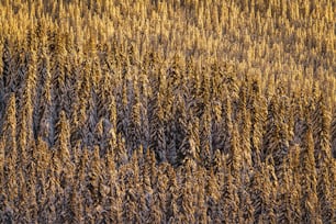 eine Gruppe von Bäumen, die im Gras stehen