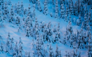 an aerial view of a snow covered forest