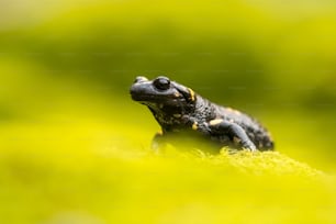 a close up of a frog on a green surface