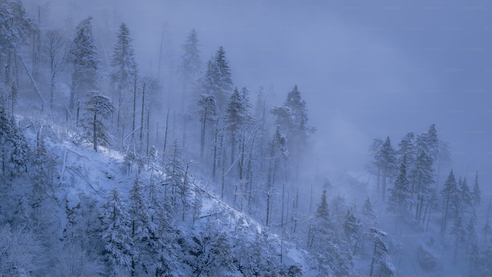 a snow covered mountain with trees on the side