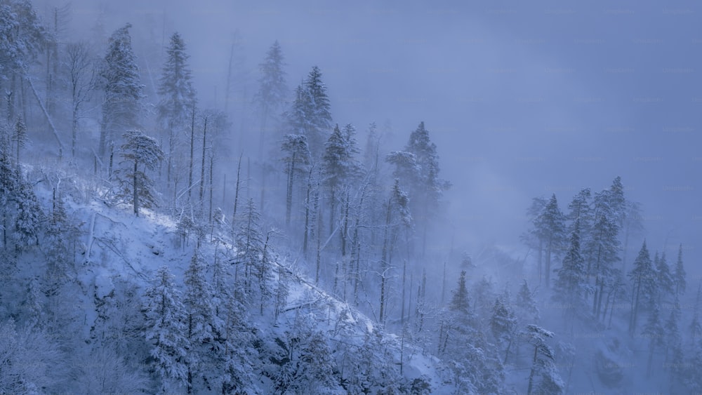 uma montanha coberta de neve com árvores ao lado