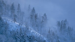 a snow covered mountain with trees on the side