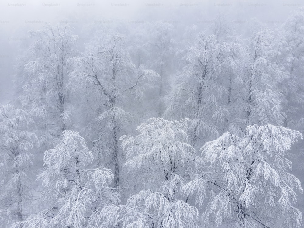 um grupo de árvores cobertas de neve em uma floresta