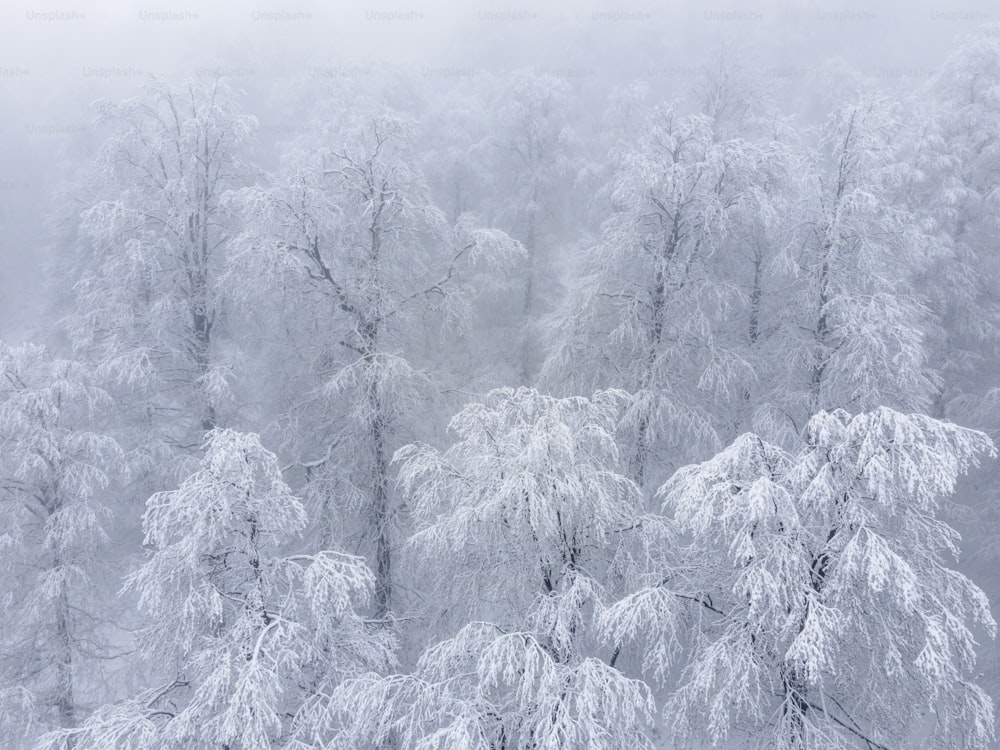 a group of trees covered in snow in a forest