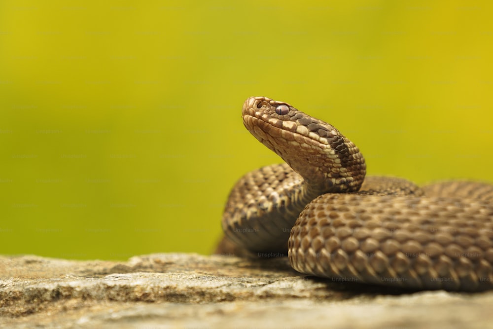 um close up de uma cobra em uma rocha