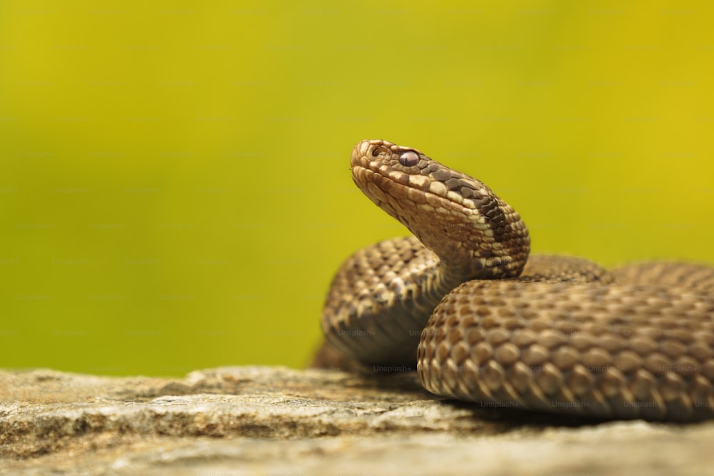 Un primer plano de una serpiente en una roca