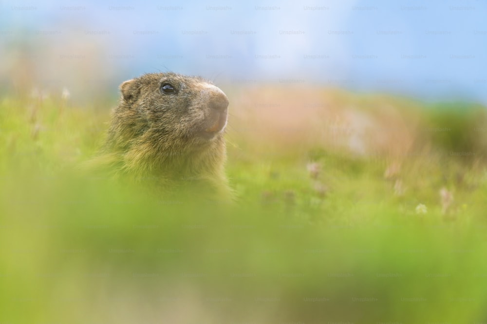 Un primer plano de un capibara en un campo cubierto de hierba