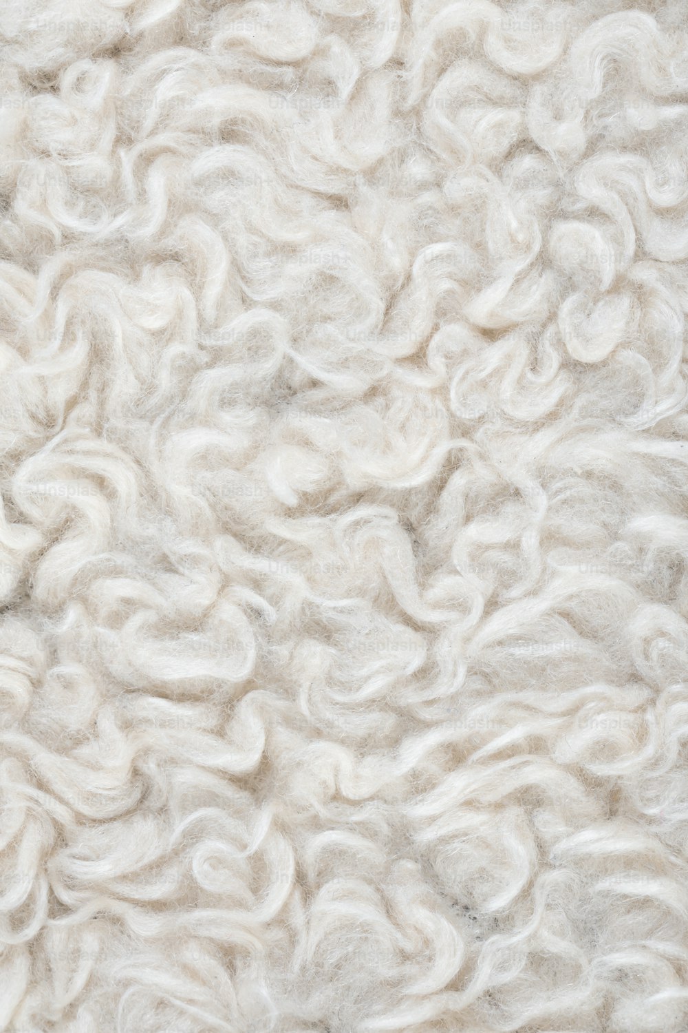 Gros plan de la texture de la laine d’un mouton